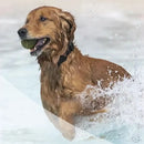 Coleira GPS PetSafe – Nunca Perca Seu Melhor Amigo