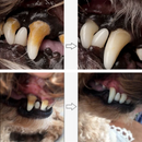 Caneta De Cuidado Dental Pro – Proteja a Saúde Bucal do Seu Pet