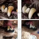 Caneta De Cuidado Dental Pro – Proteja a Saúde Bucal do Seu Pet